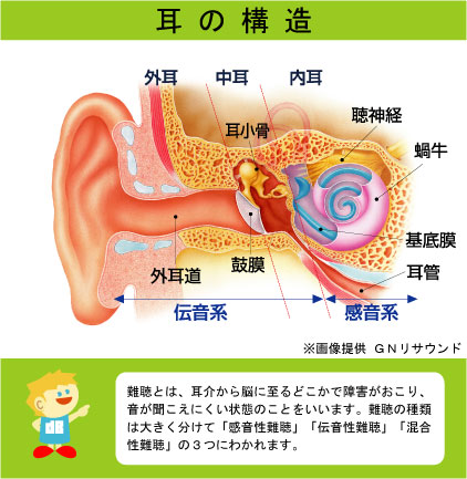 耳 構造